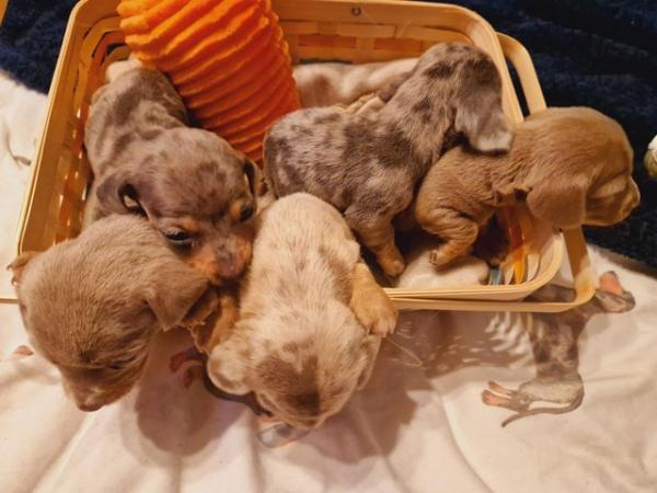 Image 2 of Eggcellent mini dachshund boy puppies x2