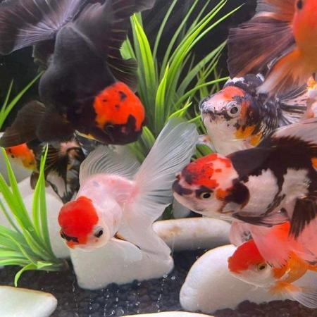 Image 1 of FANCY GOLDFISH - LOTS TOO CHOOSE FROM
