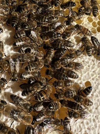 Image 18 of Langstroth Spring Bee Nucs 2024