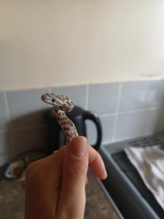 Image 5 of 10 month old snake and setup for sale
