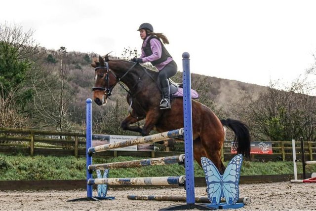 Image 3 of 15.2 hh 7 yr old sports horse mare