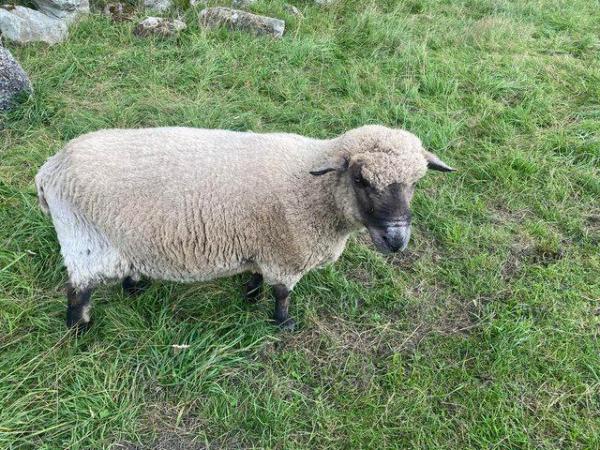 Image 2 of Shropshire sheep breeding tups