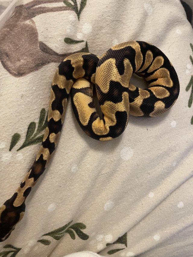 Preview of the first image of Leopard ODYB Ball python for sale.