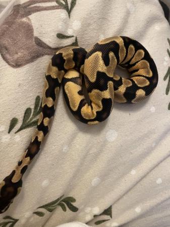 Image 1 of Leopard ODYB Ball python for sale