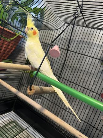 Image 7 of Male Lutino cockatiel with cage