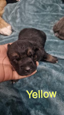 Image 10 of Beautiful Gsd x puppies (rare colour)