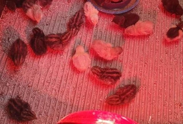 Image 3 of Chinease painted quail chick's for sale cpq button quail