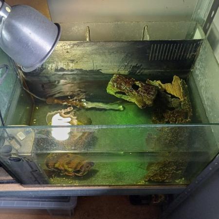 Image 5 of 2 young razorback musk turtles for sale
