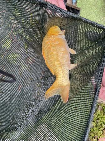 Image 5 of Pond fish - koi, carp, goldfish & pond
