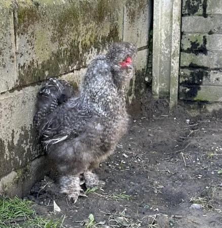 Image 3 of 12 month old USA silkie cocks