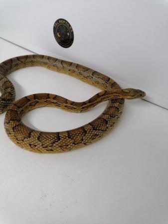 Image 4 of Corn snakes adult female proven breeders