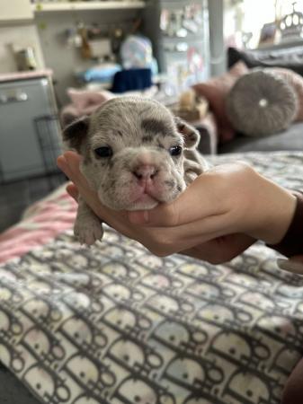 Image 26 of French bulldog Puppys quality litter PP avail