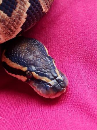 Image 3 of Male phantom or mojave yellowbelly royal python