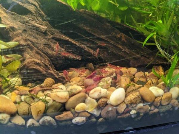 Image 6 of Aquarium Shrimp Fish Tank Plants and Accessories