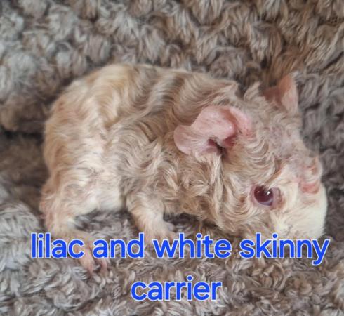Image 10 of Stunning baby boar/male guinea pigs