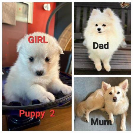 Image 3 of Gorgeous Pomsky F2 Puppies for sale