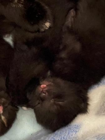 Image 2 of Kittens looking for 5* forever homes