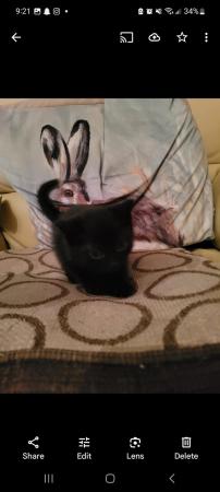 Image 2 of 4 black kittens for sale, Buckinghamshire area, High Wycombe