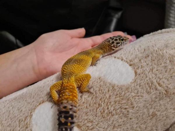 Image 6 of Female leopard gecko with full setup available