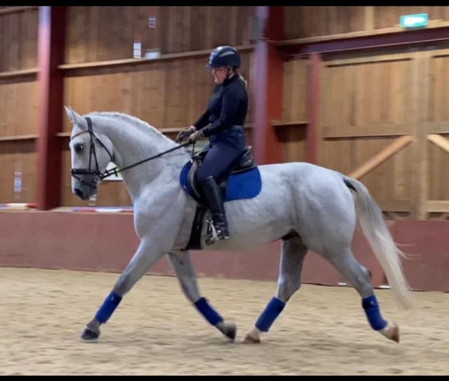 Preview of the first image of Top competition prospect beautiful warmblood.