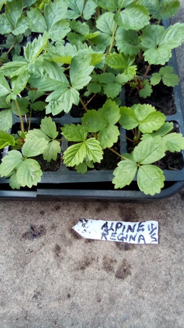 Preview of the first image of Strawberry- Alpine REGINA Large Plug Plant.