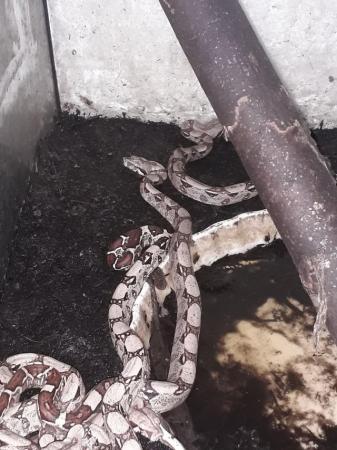 Image 1 of Red tail bow constrictors