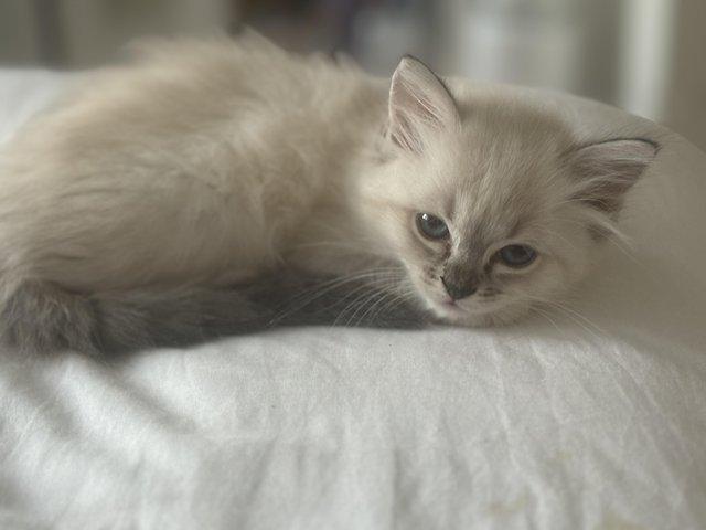 Preview of the first image of Beautiful sealtabby mitted girl available.