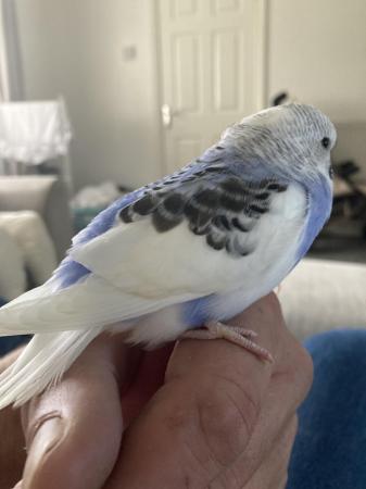 Image 1 of hand reared baby budgie
