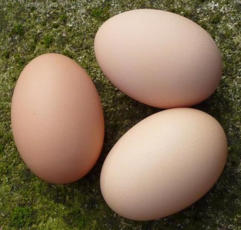Image 3 of Point of Lay hens available now