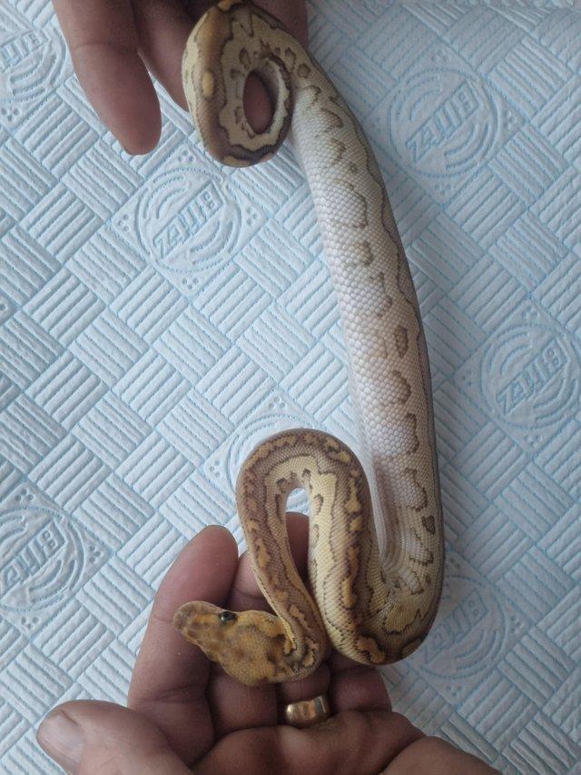 Preview of the first image of Male royal ball python for sale..