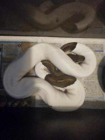 Image 4 of Black pastel pied and black pastel 100% het pied for sale
