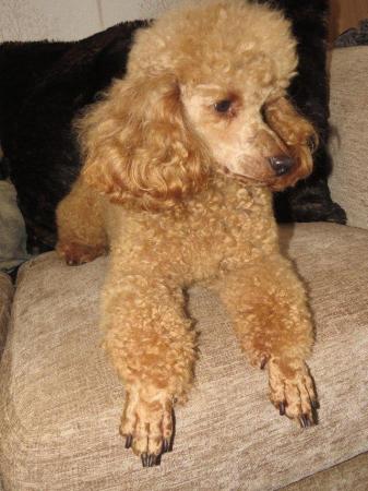 Image 52 of RED KC REG TOY POODLE FOR STUD ONLY! HEALTH TESTED