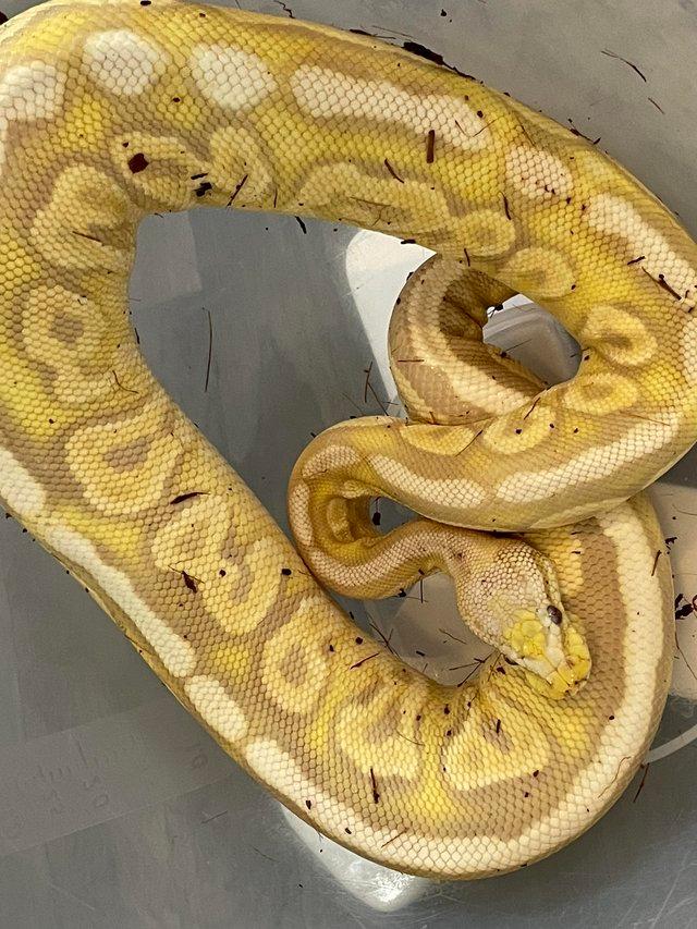 Preview of the first image of Female royal pythons, reduced prices.