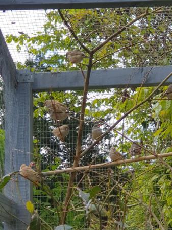 Image 3 of Large Aviary finches for sale