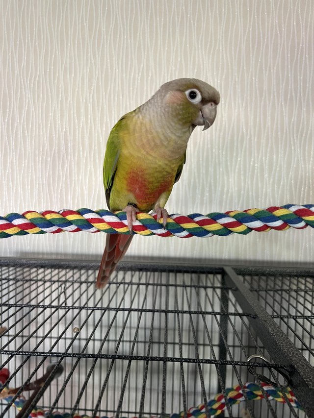 Preview of the first image of 4 yr old Male Pineapple conure/Male&Female Fischer Lovebird.