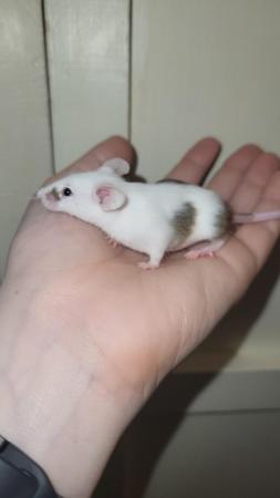 Image 8 of Ready now, beautiful baby mice £2.50 great pets