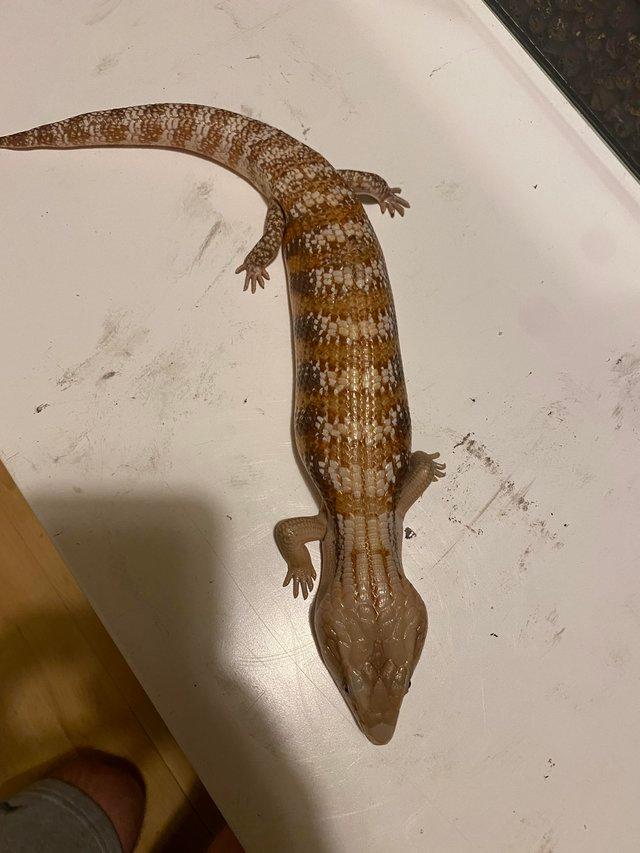 Preview of the first image of 0.1 Northern blue tongue skink.