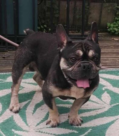Image 1 of Black and Tan french Bulldog For Sale