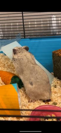 Image 5 of 4 month old male sexied Syrian hamster