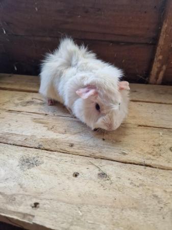 Image 6 of Young Boar Guinea Pigs For Sale