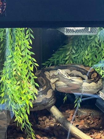 Image 5 of 3 year old BCI (Boa Constrictor Imperator) and 4x2x2 viv
