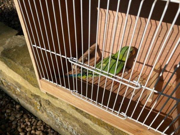 Image 2 of Plum Head Parakeets Parent Reared