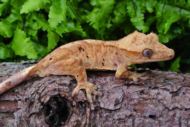 Preview of the first image of Orange Dalmatian Male Crested Gecko.