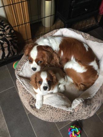Image 8 of Extensively Health Tested Cavalier King Charles Spaniel Stud