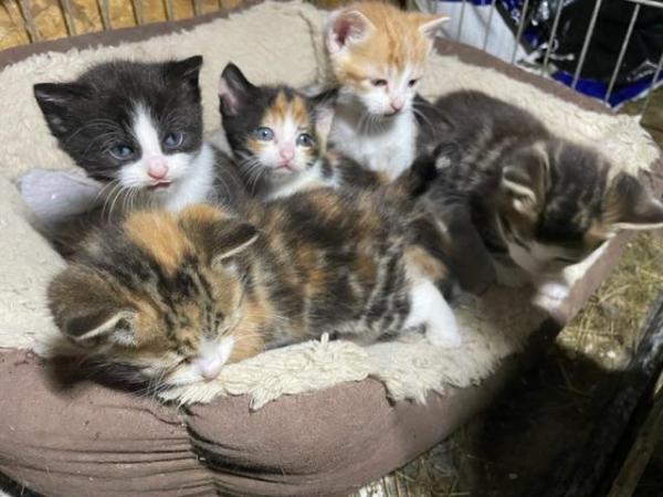 Image 1 of Kittens available - 1 boy and 4 girls