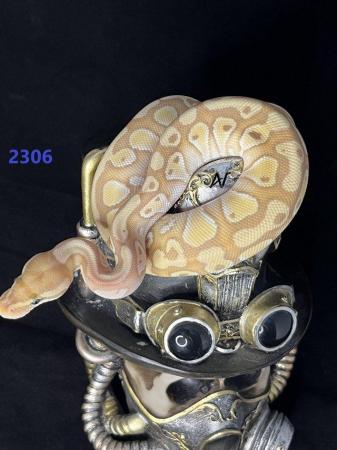 Image 6 of 1.0 Banana Mojave Het Clown royal/ball python baby