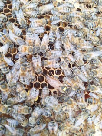 Image 1 of 6 frame nuc of overwintered honeybees