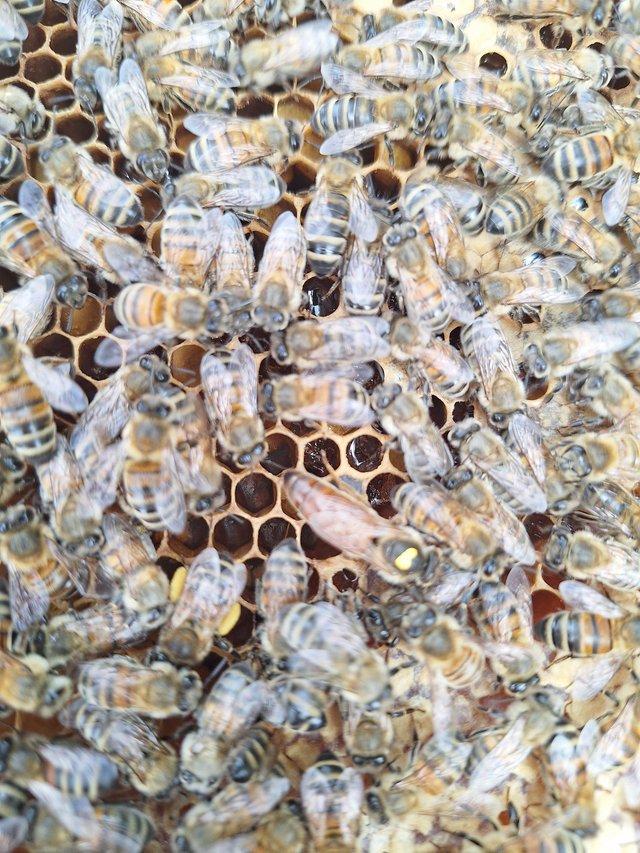 Preview of the first image of 6 frame nuc of overwintered honeybees.