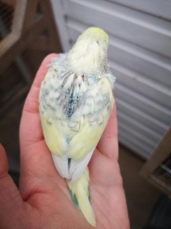 Image 28 of Baby hand tamed budgies for sale
