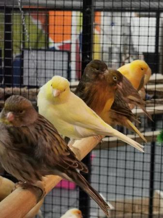 Image 3 of Canarys canaries yellow Fife diamorphic harlequin Mosaic LDN
